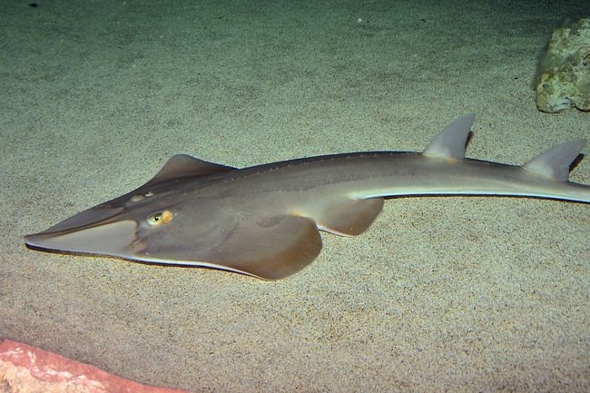    гитарный скат