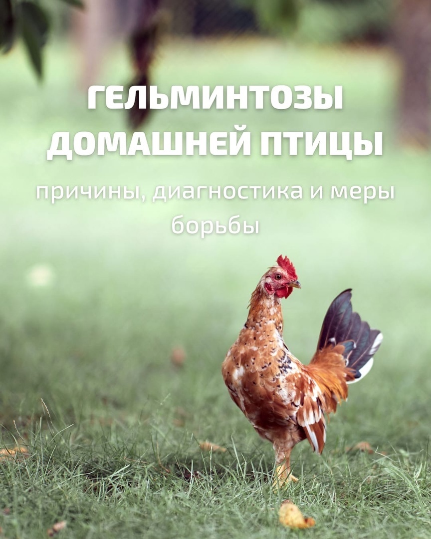 Помощь в борьбе с гельминтозом домашней птицы