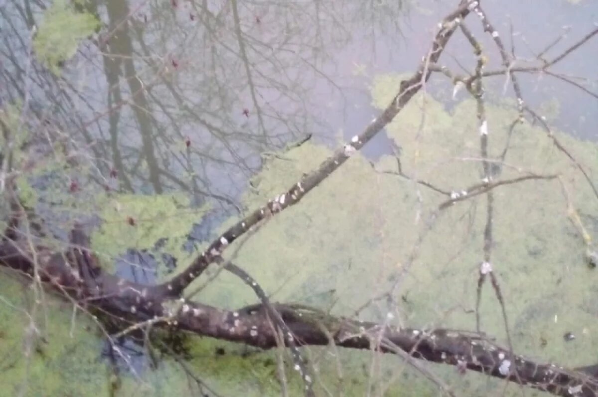    Власти не обнаружили сбросов в реку Ярославской области