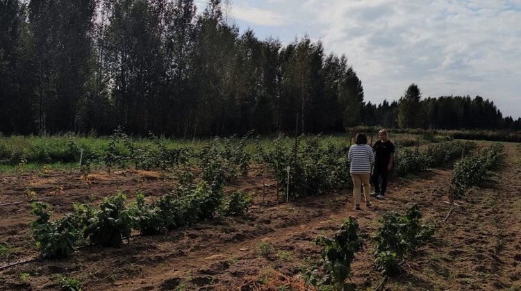    Современный фермерский малинник с ремонтантными сортами появился в деревне Новгородской области