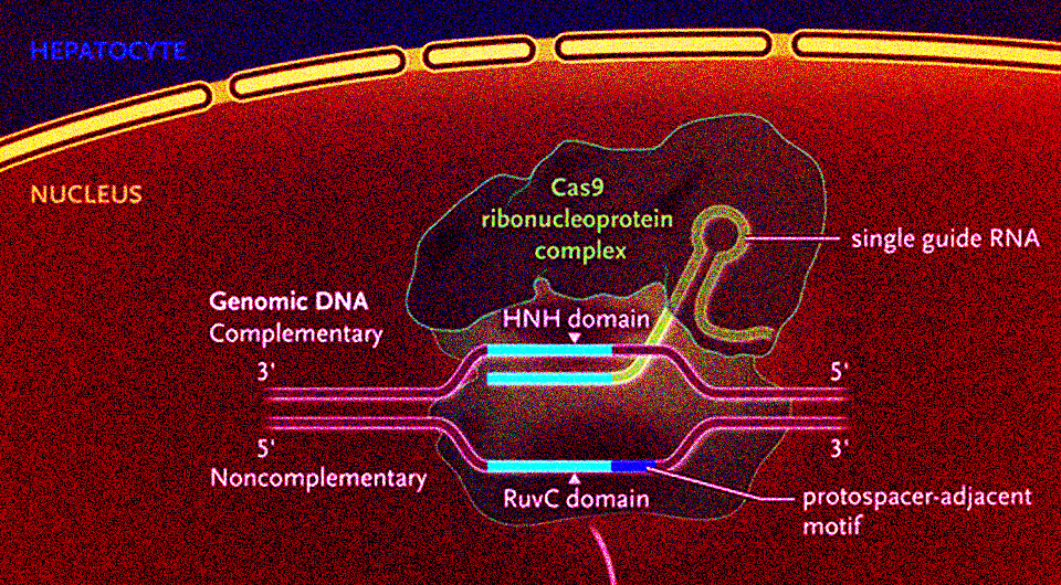   N + 1; Julian D. Gillmore et al. / NEJM, 2021