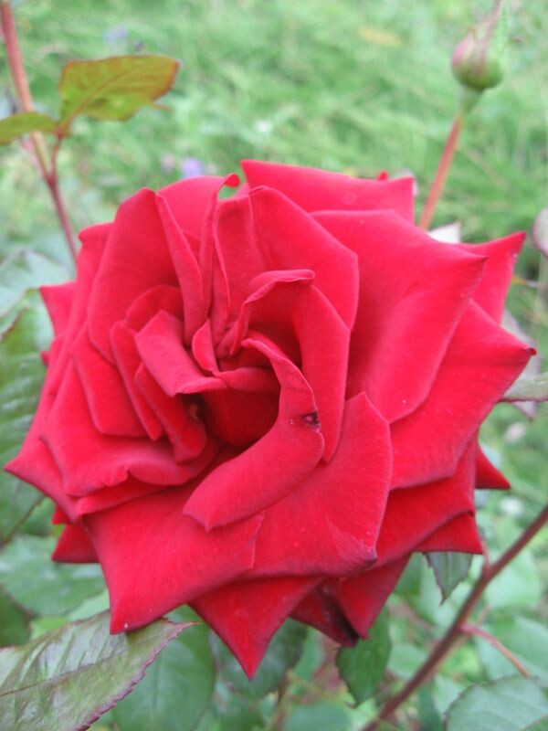 И вижу удругихРоза "Черная магия" просто для красоты - моё фото