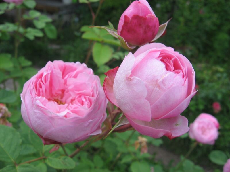 Роза парковая без названия - моё фото