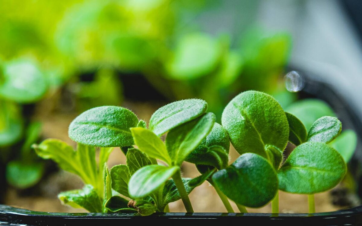    Липецкая область планирует открыть 270 агроклассов в рамках нового нацпроекта правительства Липецкой области