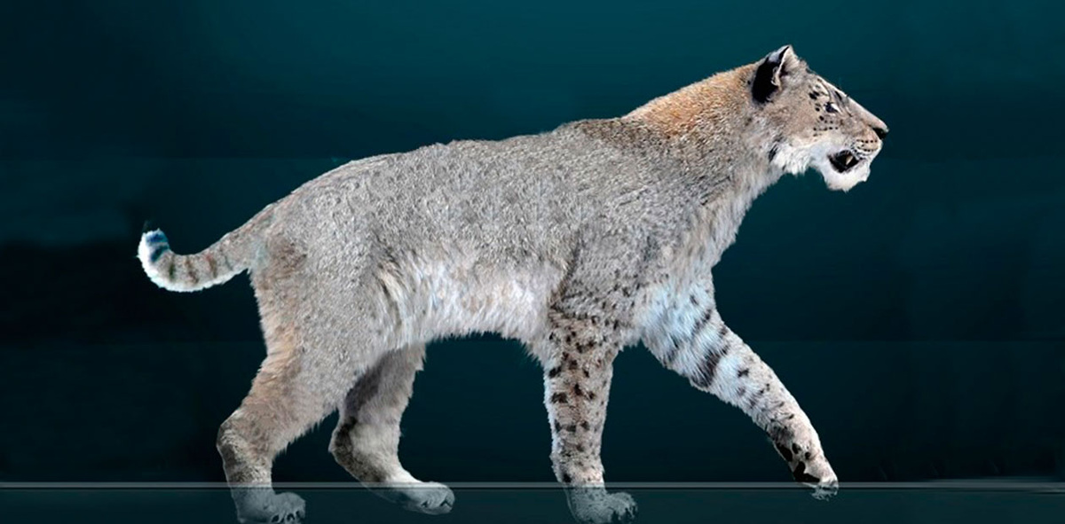 Реконструкция внешнего облика вымершего Homotherium serum/latidens. © CC BY-SA 3.0/ Sergio De La Rosa