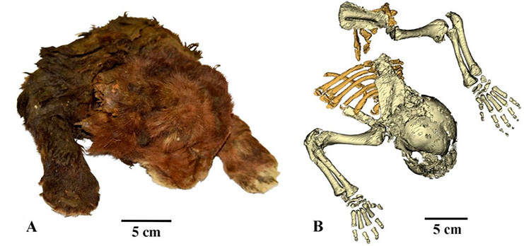 Мумия котенка Homotherium latidens (А) и компьютерная томография сохранившегося скелета (В). По: (Lopatin, Sotnikova, Klimovsky et al., 2024)