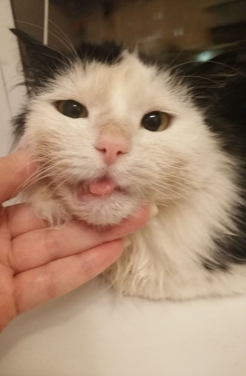 Зачинщица конфликта. Вы только посмотрите на эту мордочку!