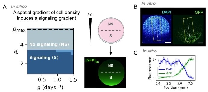 Spatial patterns of cell density produce millimeter-scale activation patterns and kinematic waves.