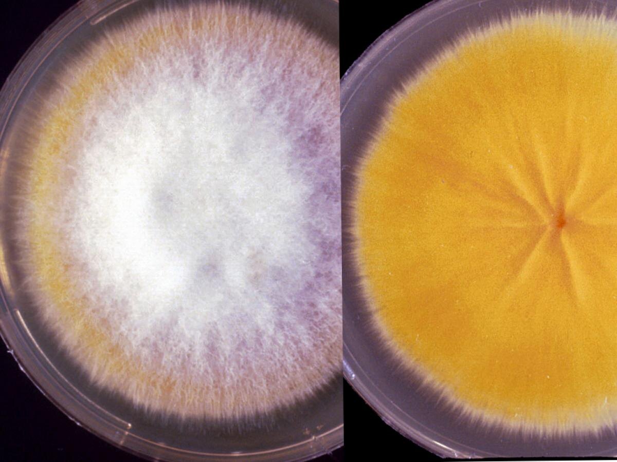 Culture of Microsporum canis https://www.adelaide.edu.au/mycology/fungal-descriptions-and-antifungal-susceptibility/dermatophytes/