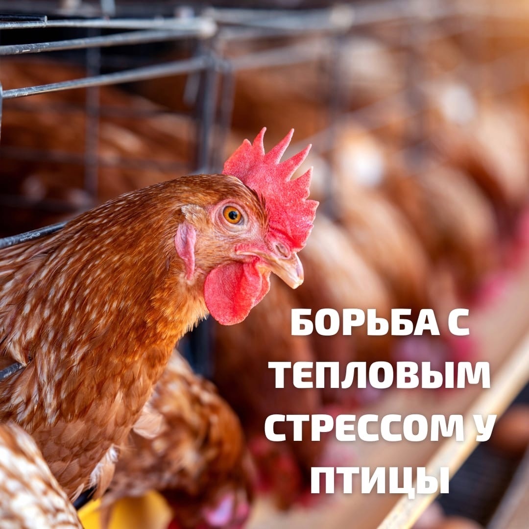 Способы борьбы с тепловым стрессом