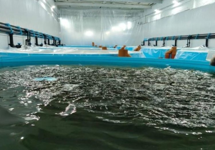    Выращивание радужной форели в УЗВ - выгодное направление