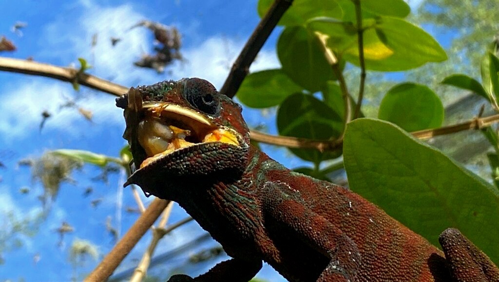 Пантерный хамелеон