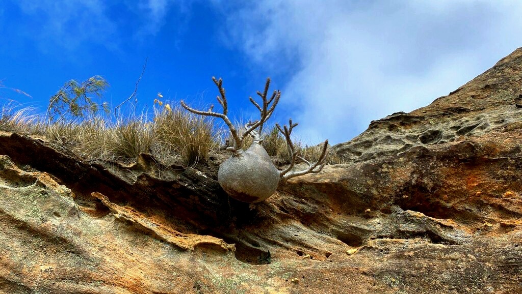 Пахиподиум розеточный