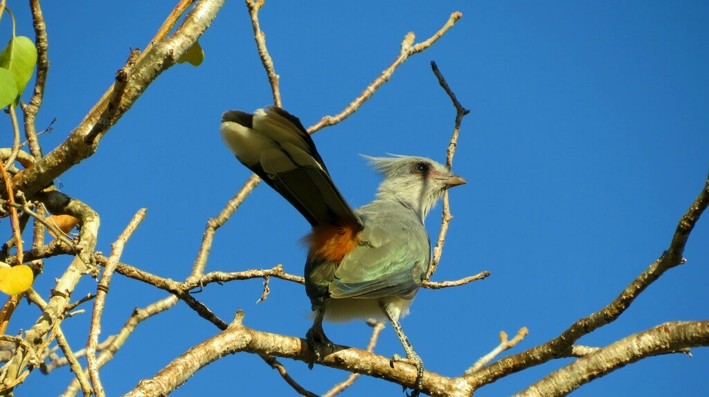 Мадагаскарская хохлатая кукушка