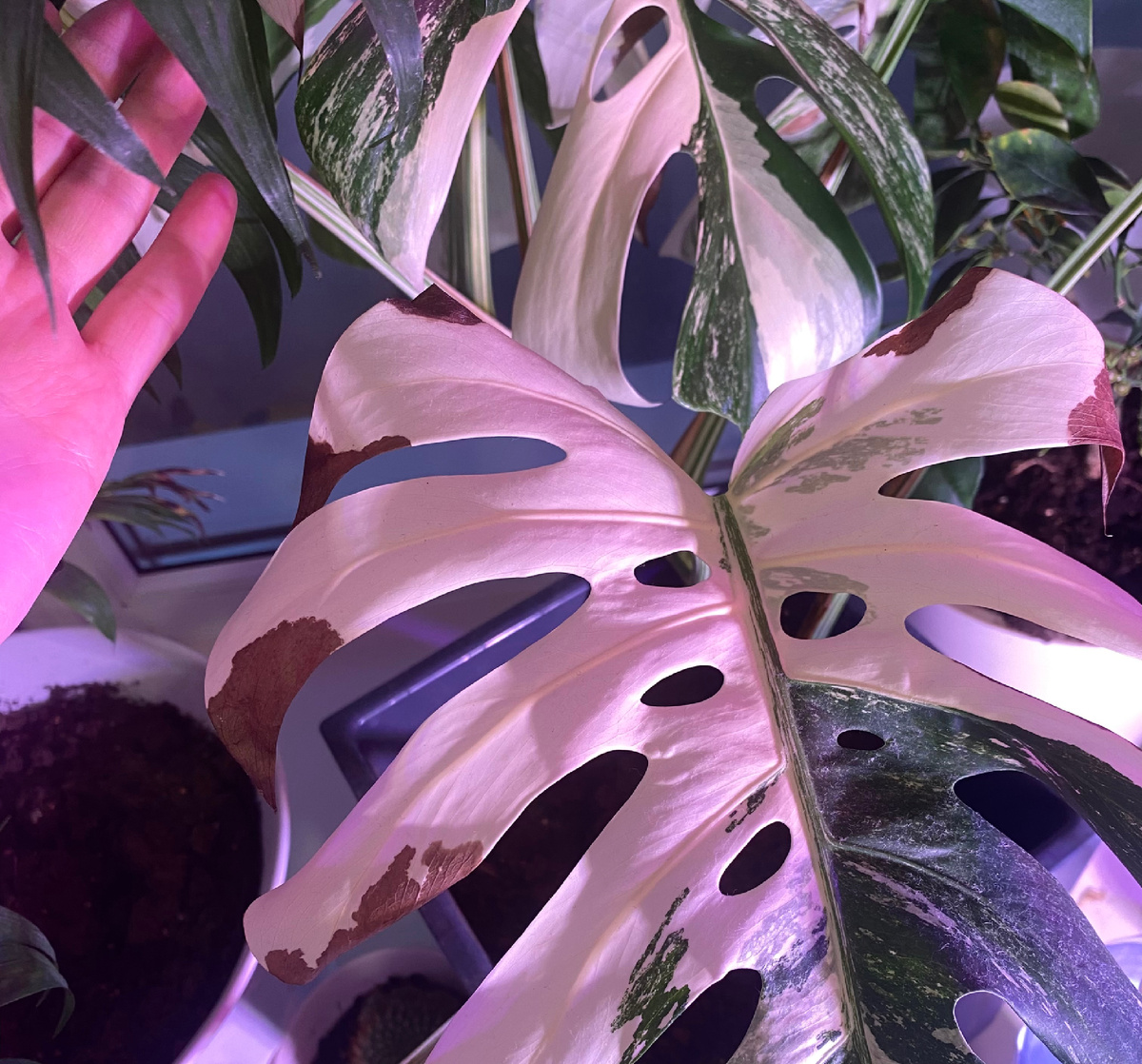 У Альбы традиционно чернеют листья(