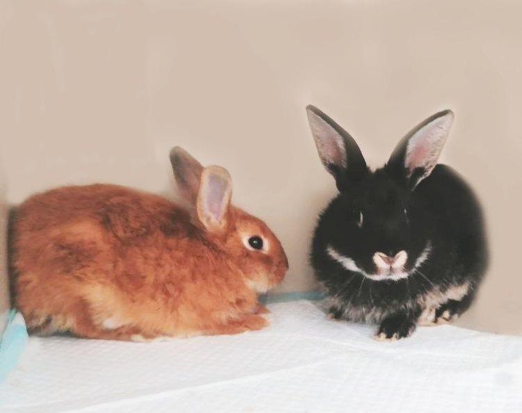    Болезнь мокрая мордочка у кроликов: объясняет ветеринарный врач