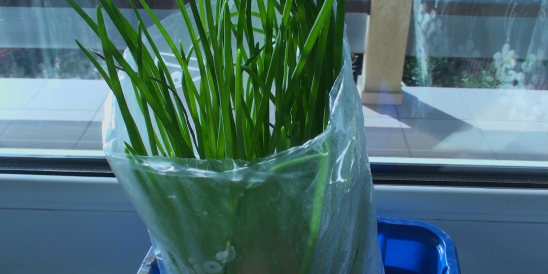 Выращиваем лук на подоконнике к Новому году: Как получить хорошую зелень? Правила и советы по уходу