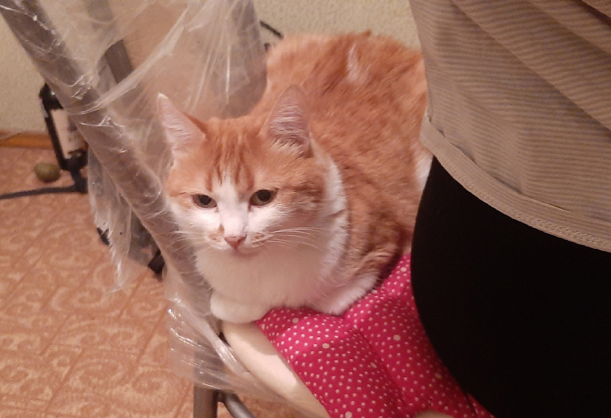 Целый стул для себя - роскошь (на фоне серегино вино, его некуда положить)