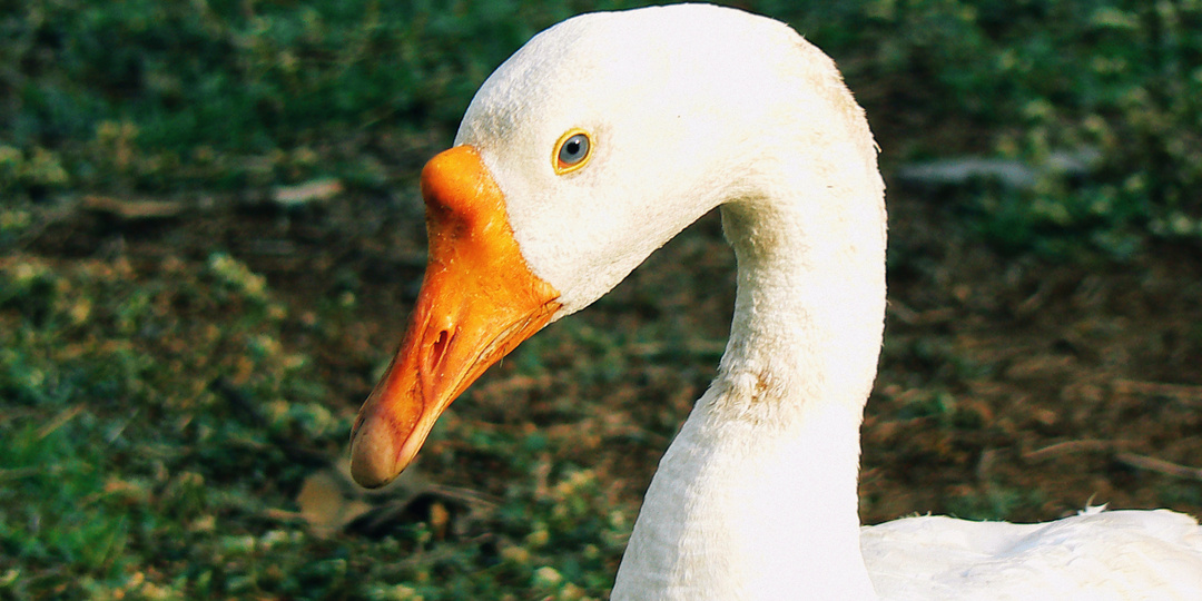 Воланд — гусь, который хотел жить
