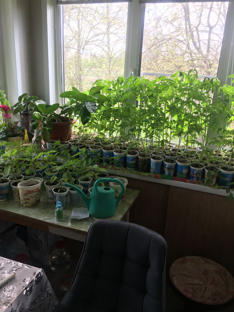 рассада ждет высадки