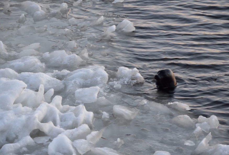    Фото: "Спасение тюленей"