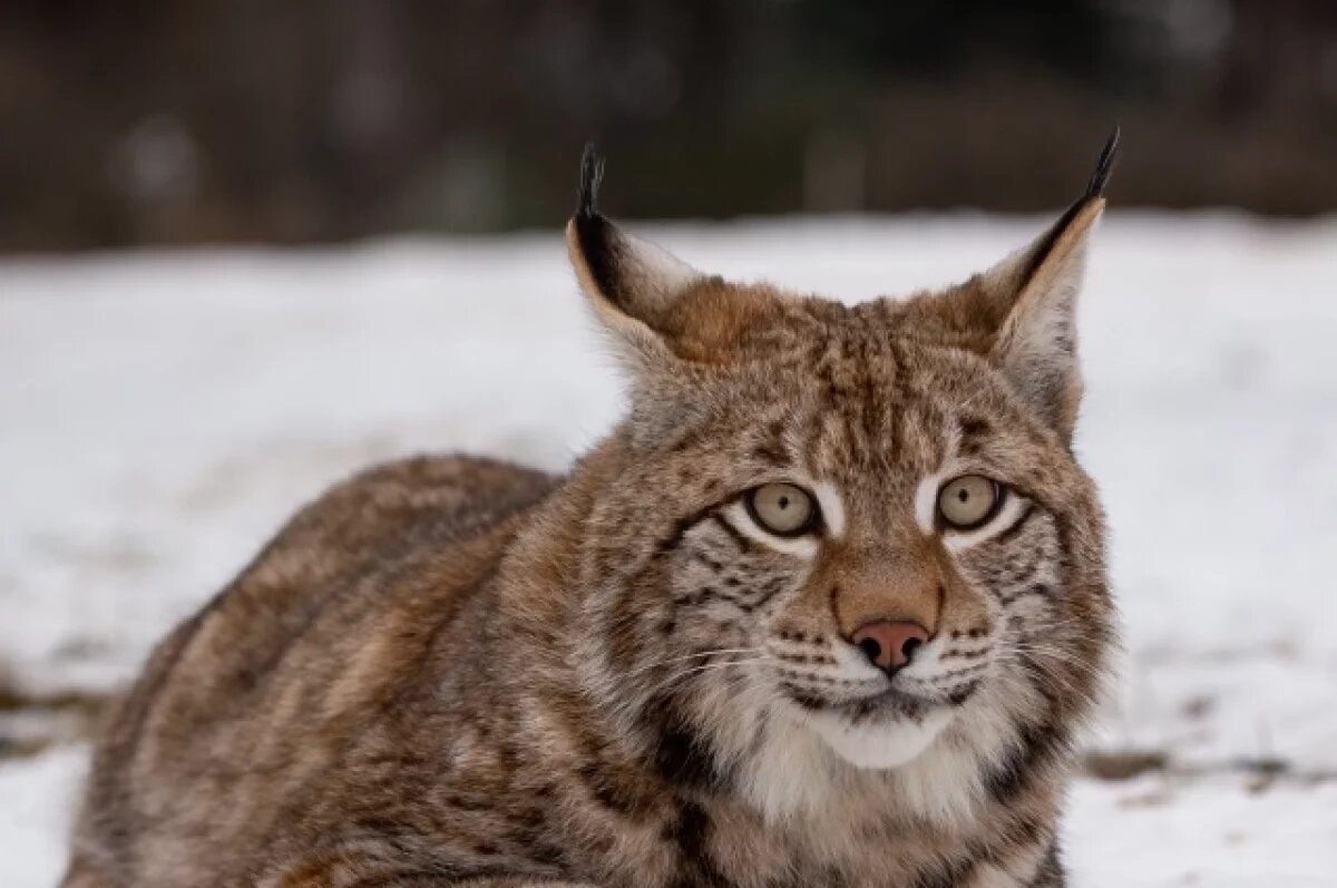   Пока рысёнок будет находиться в Центре, сначала ему предстоит пройти карантин от бешенства