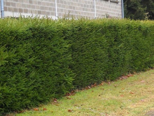 Живая изгородь из елей. Изображение использовано с pinterest.ru