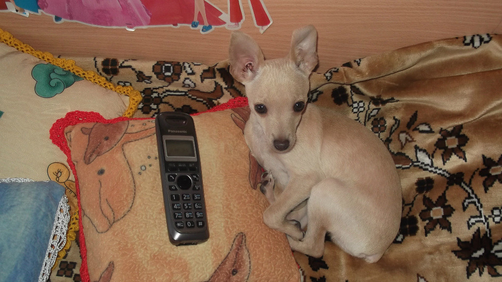 Вот таким мы привезли его домой.        