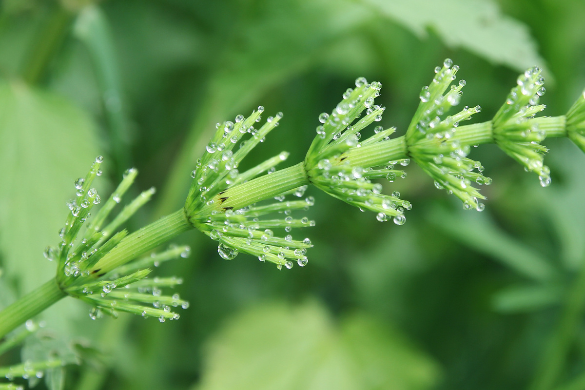 капли дождя, фото автора