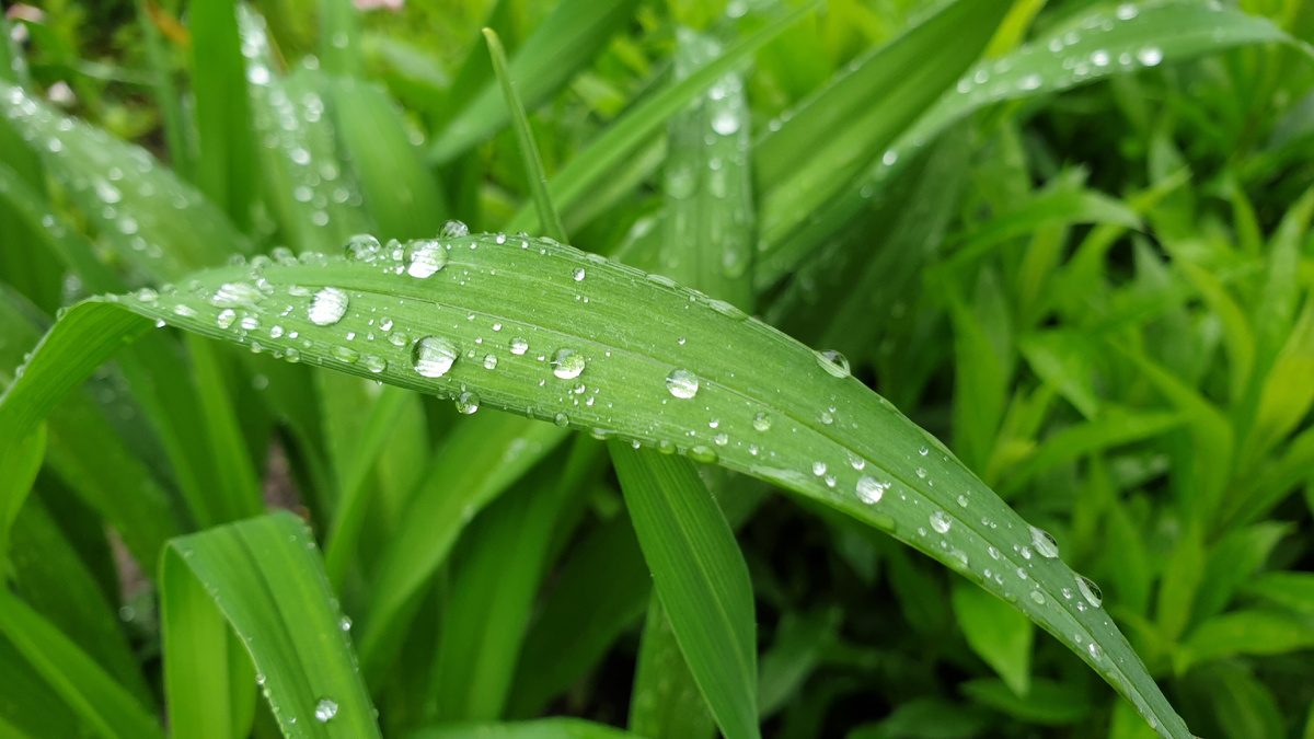 капли дождя, фото автора