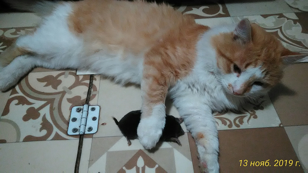 Кот держит его, чтобы не убежал. Фото автора.