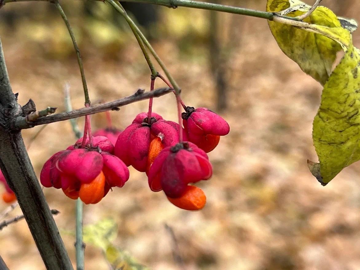 Не момидзи, но тоже осень. Фото автора