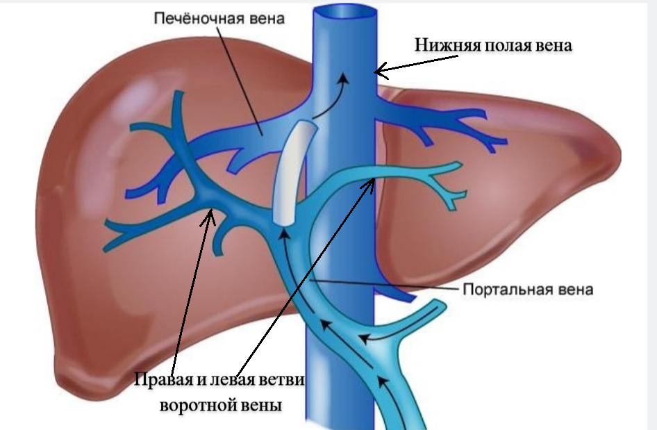 Схематичное строение системы воротной вены