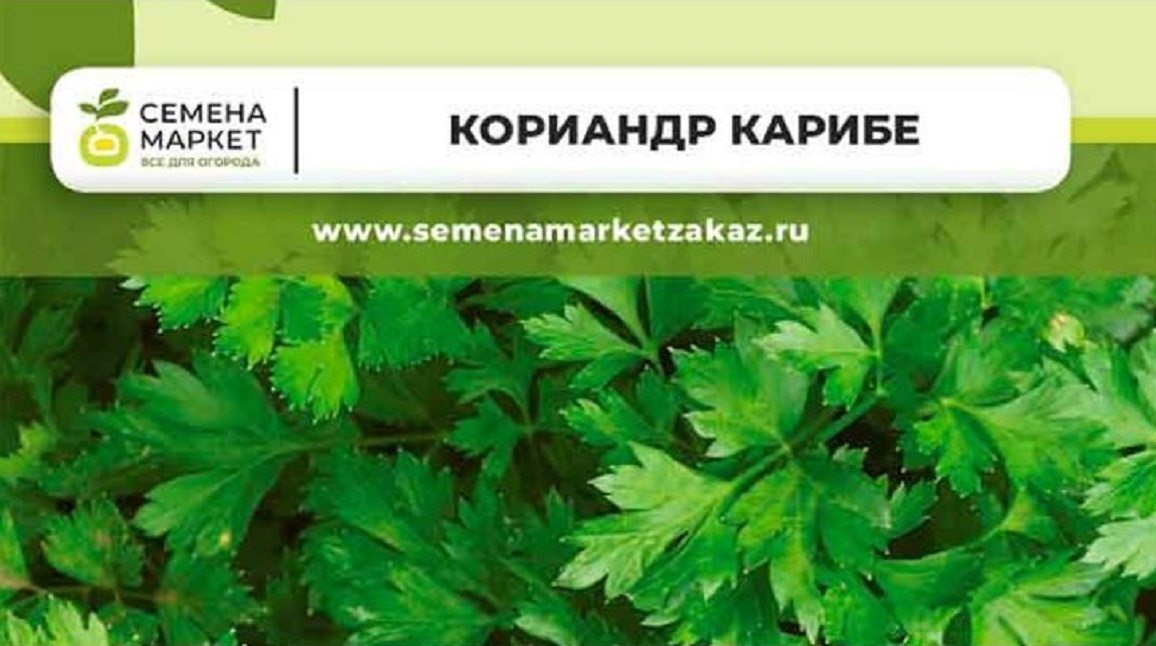 Кинза Карибе от Семена Маркет