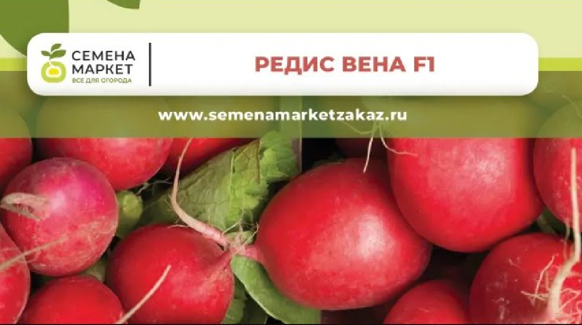 Редис Вена от Семена Маркет