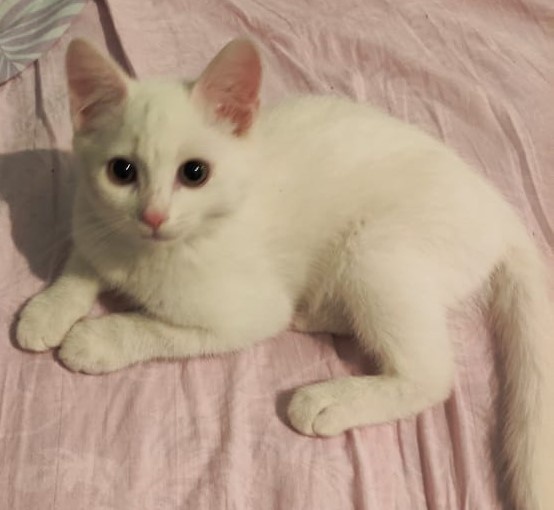 Летом, еще маленький, когда принесла.