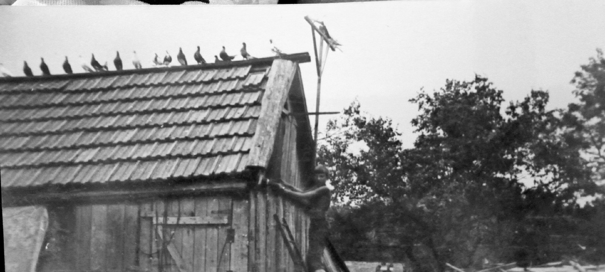 Голуби на крыше.