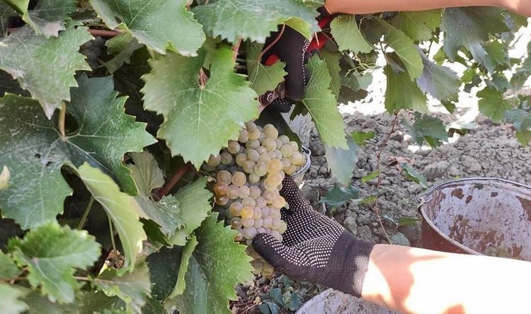    Площадь виноградников в Ставропольском крае к концу 2025 года превысит 5 тысяч гектаров