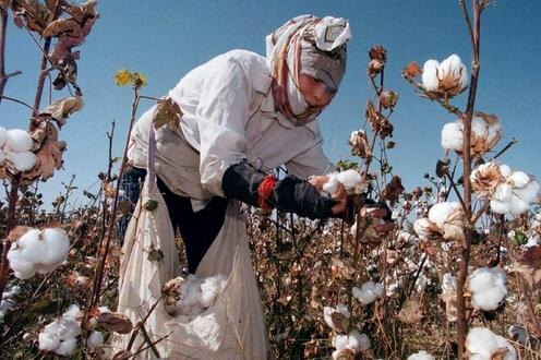 Сбор хлопка. Фото с сайта news.trust.org