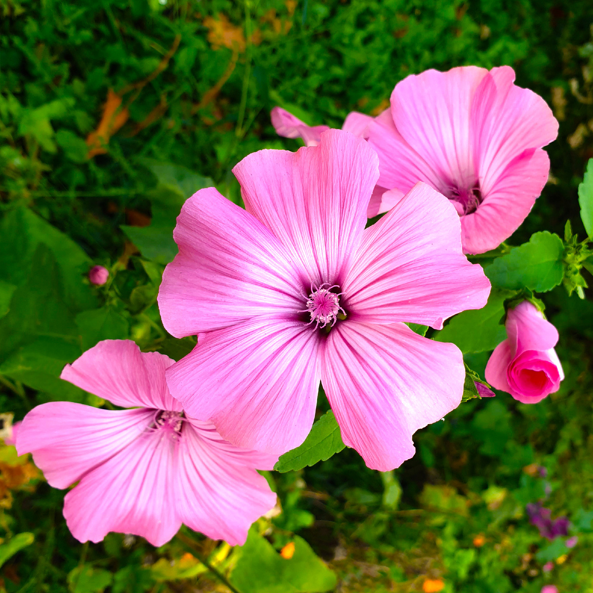 Лаватера, фото автора