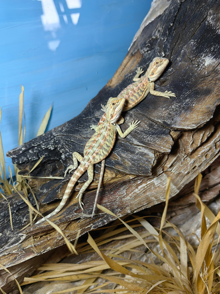 21 июля 2024г Краснуха и Зеленуха - мы стали звать их так и оно прилипло окончательно)) На фото малоразличимы. Но ближе в кадре Зеленуха, а под ней Краснуха