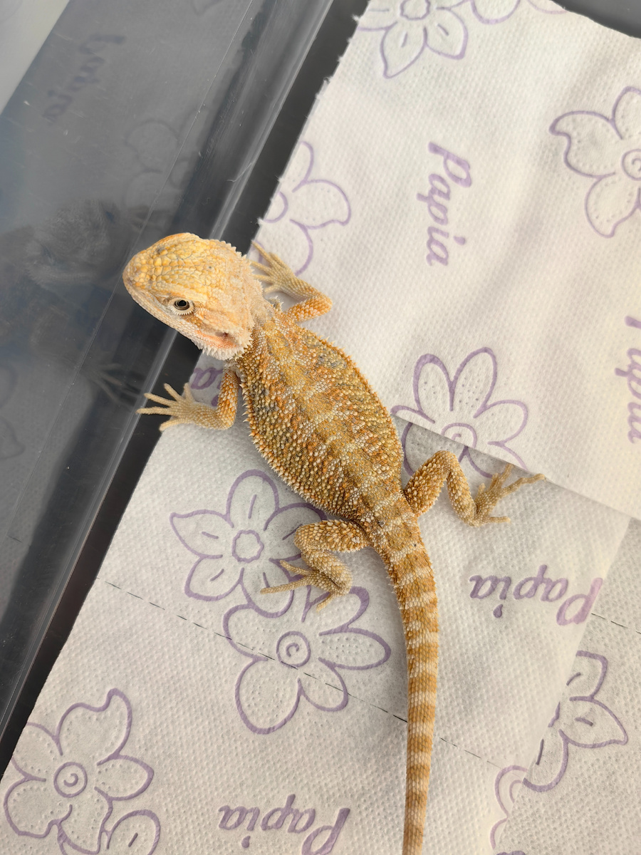 Желточек 31 июля 2024г только привезла от заводчицы