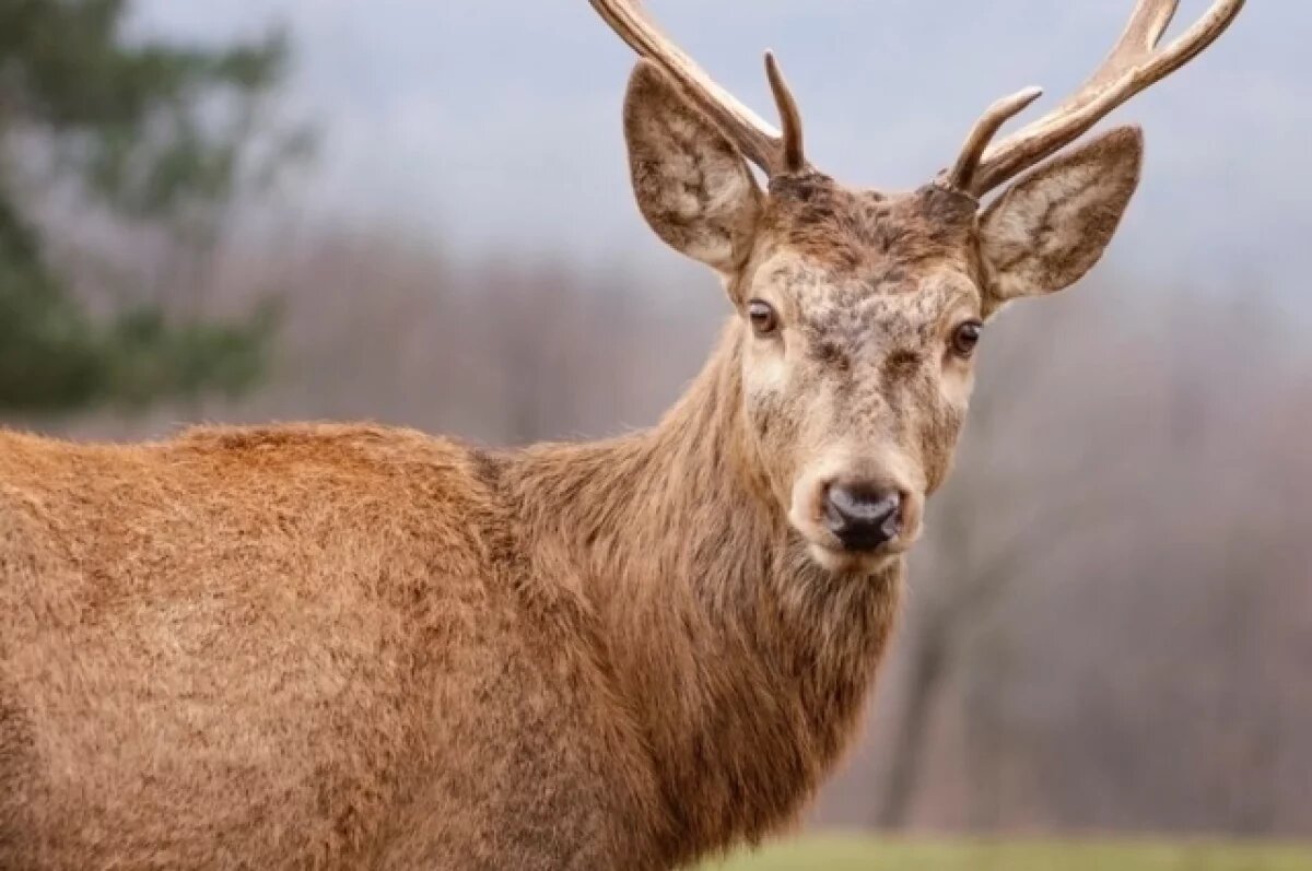    На Ямале на базе совхоза проводят работы по селекции северных оленей