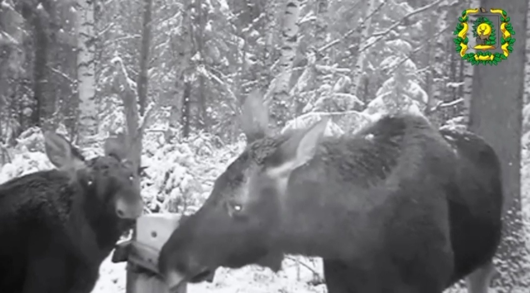    Лоси решили перекусить и выбрали солонец, охотничью приманку на основе соли, который установили около фотоловушки