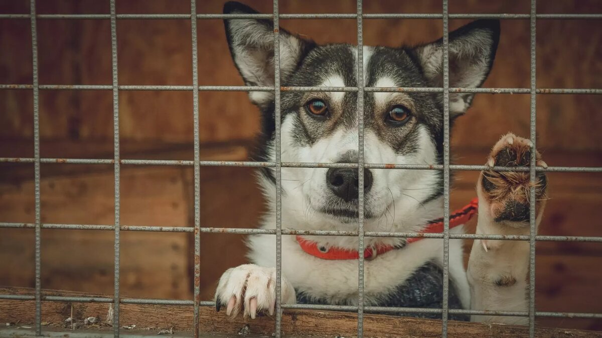     Источник: novostivolgograda.ru