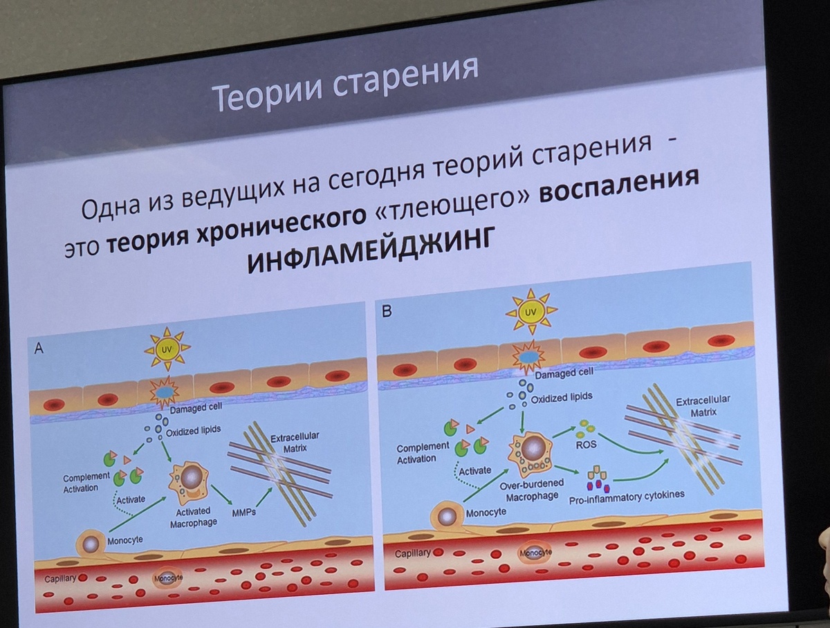 Семинар научно доказанные   теории старения .