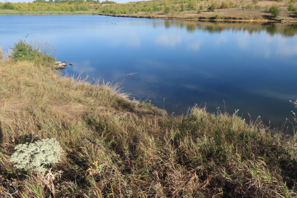    Четвёрка молодых лебедей плывёт по глади пруда. И пара лысух. Ростовская область, с-з, 09.09.24 Анна Власова