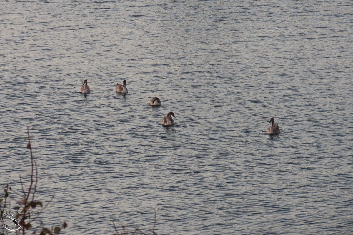 Молодые лебеди накануне отлета.