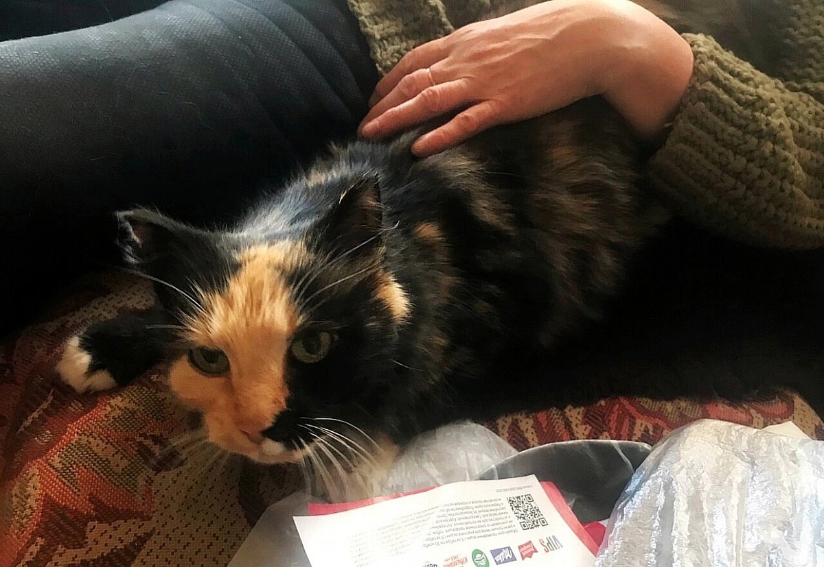 Кошка  снова поверила людям