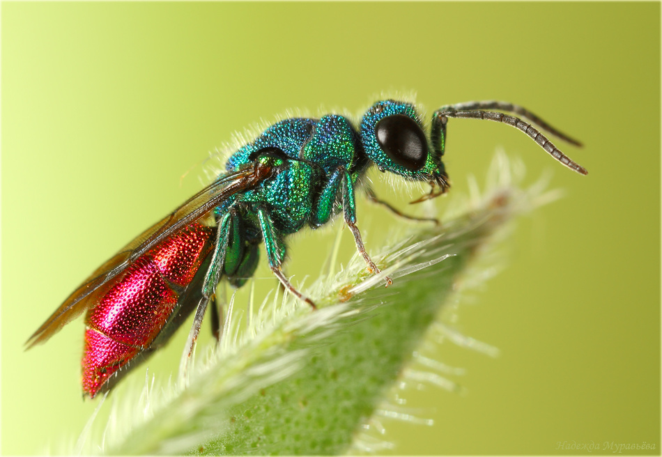 Оса-блестянка и в жизни настолько яркая (Фото: Надежда Муравьёва, macroid.ru)